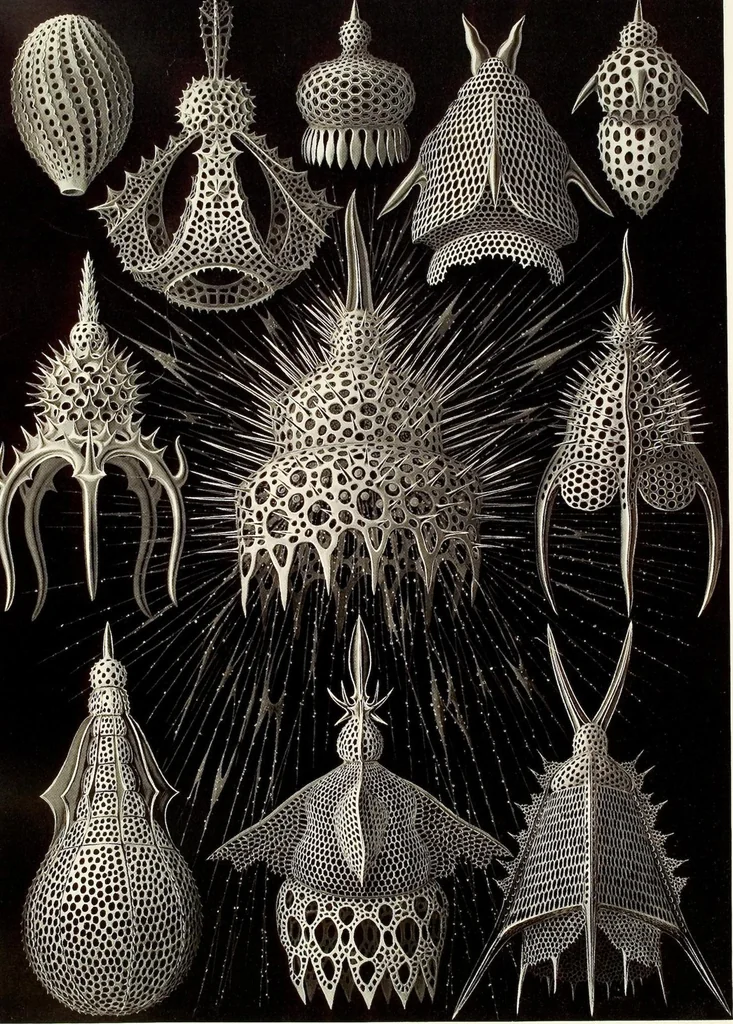 An illustration from (Band 1): Fünfzig Illustrationstafeln mit beschreibendem Text, 1899, leaf 104