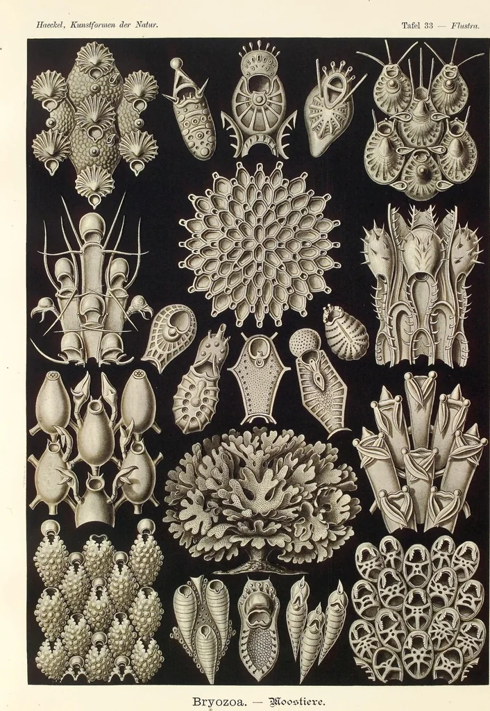An illustration from (Band 1): Fünfzig Illustrationstafeln mit beschreibendem Text, 1899, leaf 111