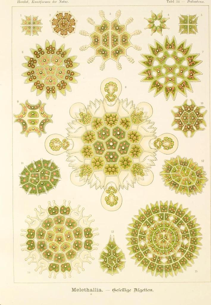 An illustration from (Band 1): Fünfzig Illustrationstafeln mit beschreibendem Text, 1899, leaf 114