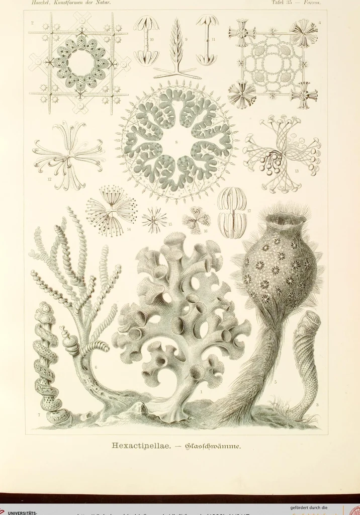 An illustration from (Band 1): Fünfzig Illustrationstafeln mit beschreibendem Text, 1899, leaf 117