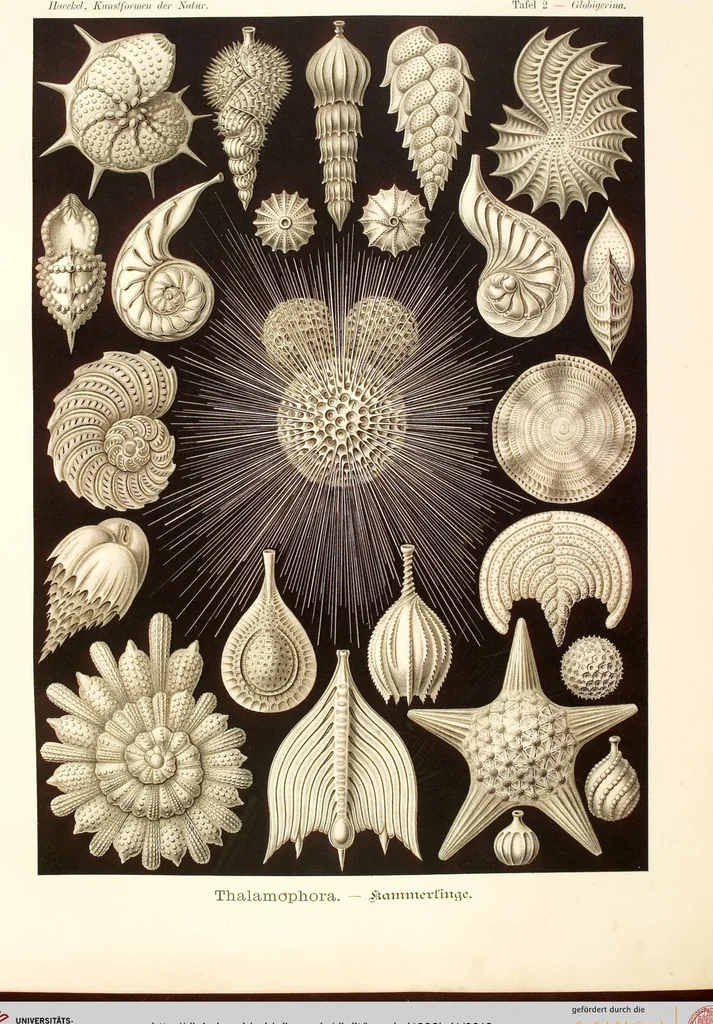 An illustration from (Band 1): Fünfzig Illustrationstafeln mit beschreibendem Text, 1899, leaf 12