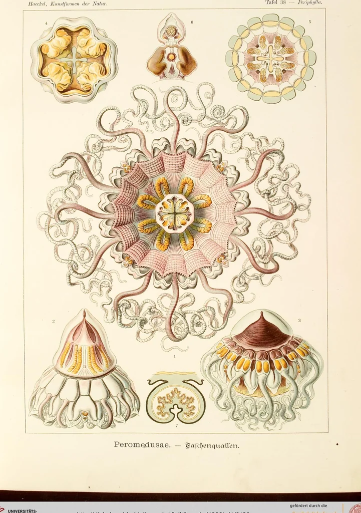 An illustration from (Band 1): Fünfzig Illustrationstafeln mit beschreibendem Text, 1899, leaf 126