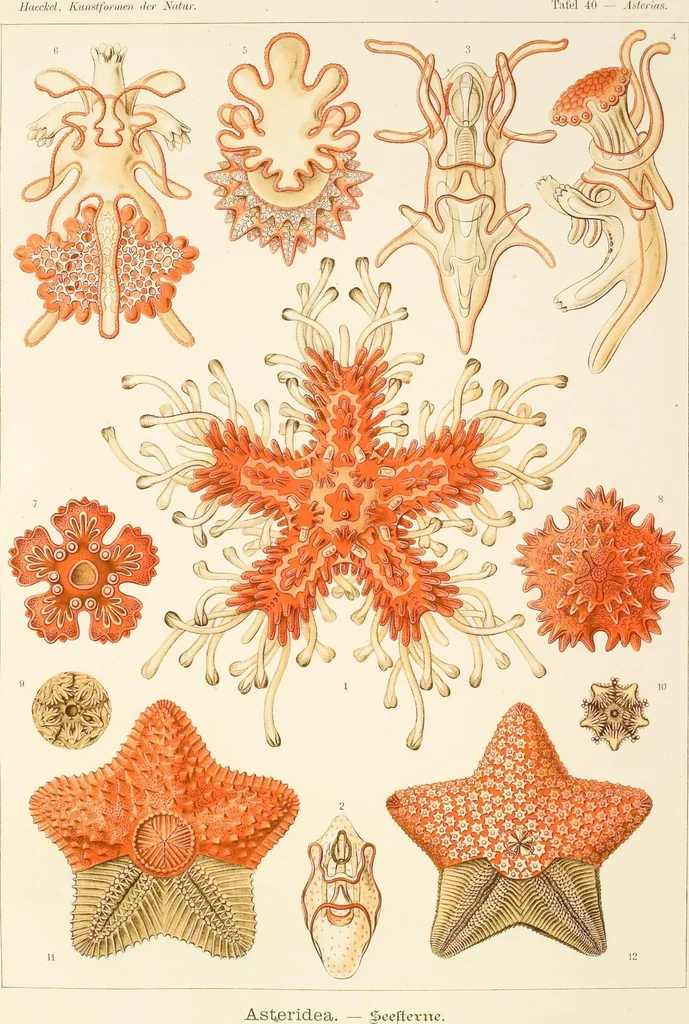 An illustration from (Band 1): Fünfzig Illustrationstafeln mit beschreibendem Text, 1899, leaf 133