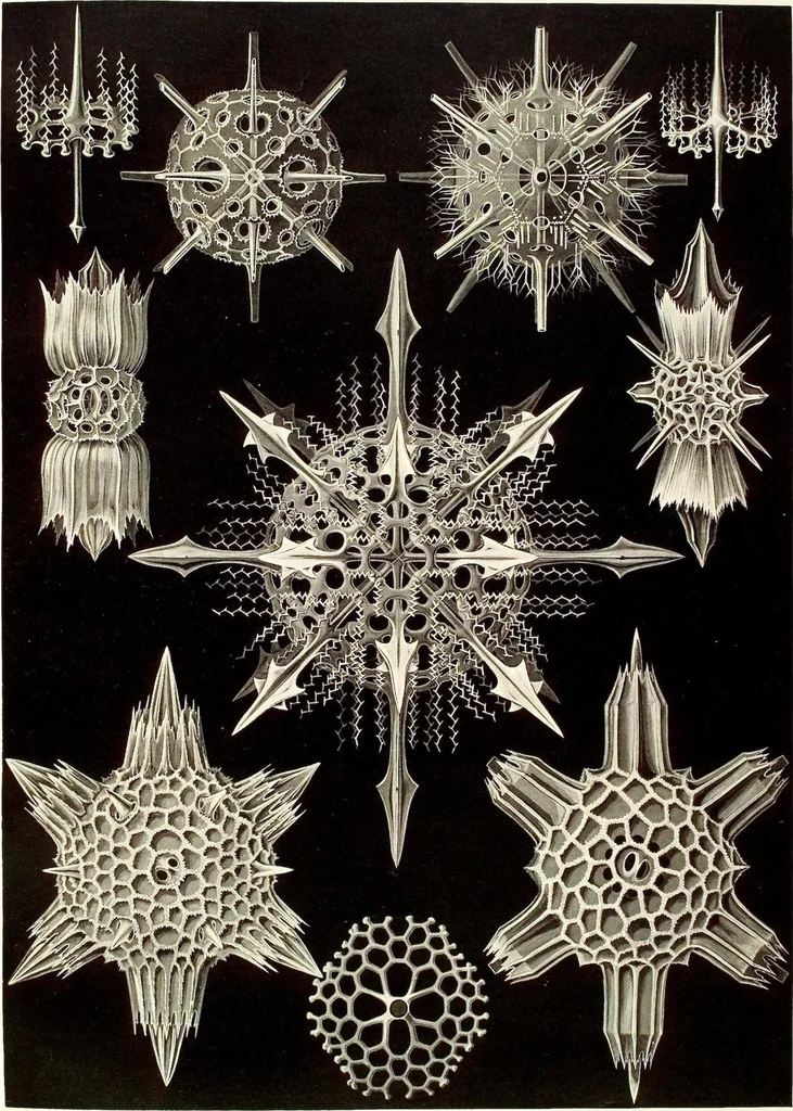 An illustration from (Band 1): Fünfzig Illustrationstafeln mit beschreibendem Text, 1899, leaf 137