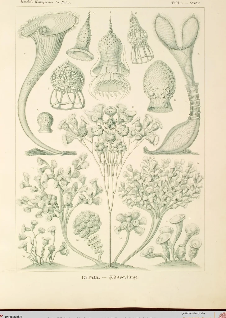 An illustration from (Band 1): Fünfzig Illustrationstafeln mit beschreibendem Text, 1899, leaf 15