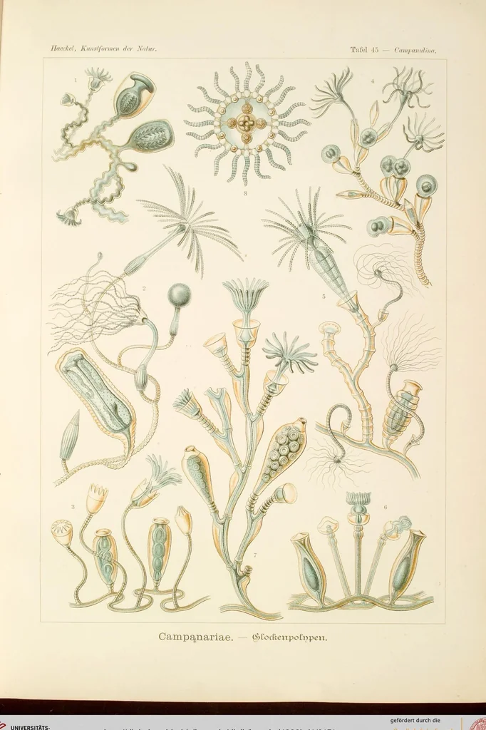An illustration from (Band 1): Fünfzig Illustrationstafeln mit beschreibendem Text, 1899, leaf 151