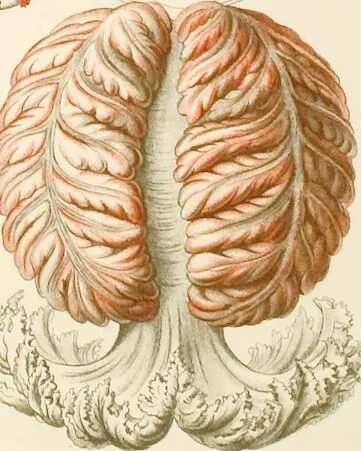 An illustration from (Band 1): Fünfzig Illustrationstafeln mit beschreibendem Text, 1899, leaf 154