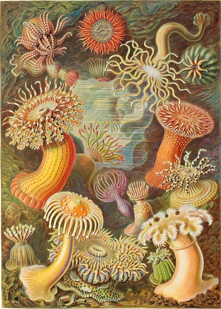 An illustration from (Band 1): Fünfzig Illustrationstafeln mit beschreibendem Text, 1899, leaf 165