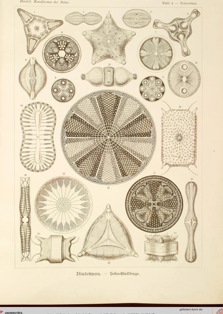 An illustration from (Band 1): Fünfzig Illustrationstafeln mit beschreibendem Text, 1899, leaf 17