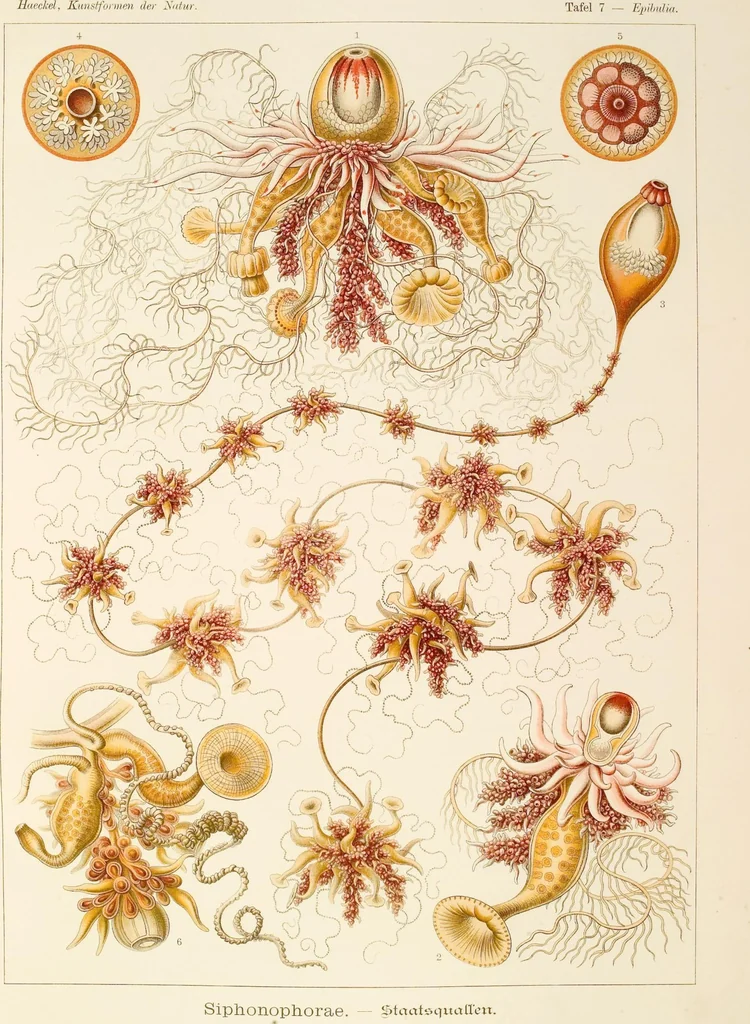 An illustration from (Band 1): Fünfzig Illustrationstafeln mit beschreibendem Text, 1899, leaf 27