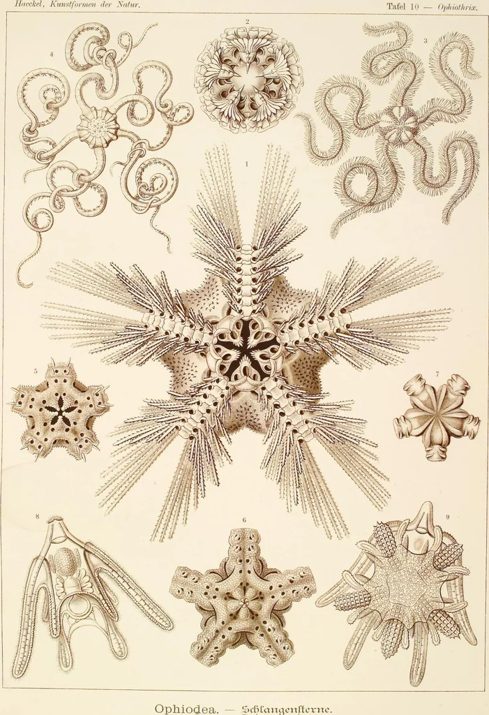 An illustration from (Band 1): Fünfzig Illustrationstafeln mit beschreibendem Text, 1899, leaf 37