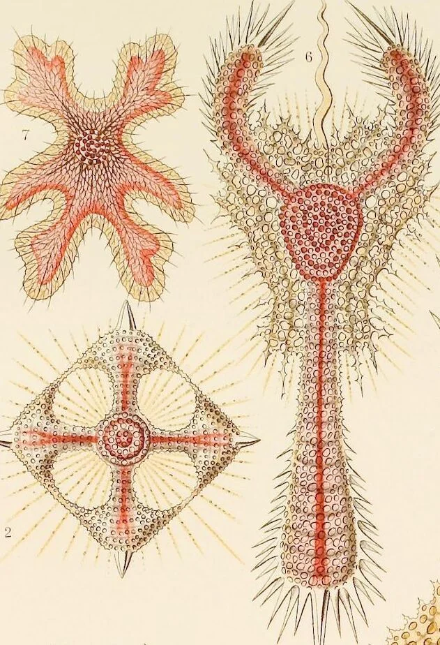 An illustration from (Band 1): Fünfzig Illustrationstafeln mit beschreibendem Text, 1899, leaf 41