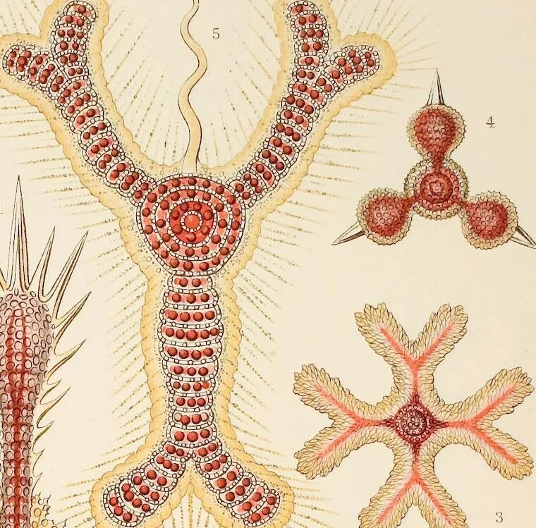 An illustration from (Band 1): Fünfzig Illustrationstafeln mit beschreibendem Text, 1899, leaf 41