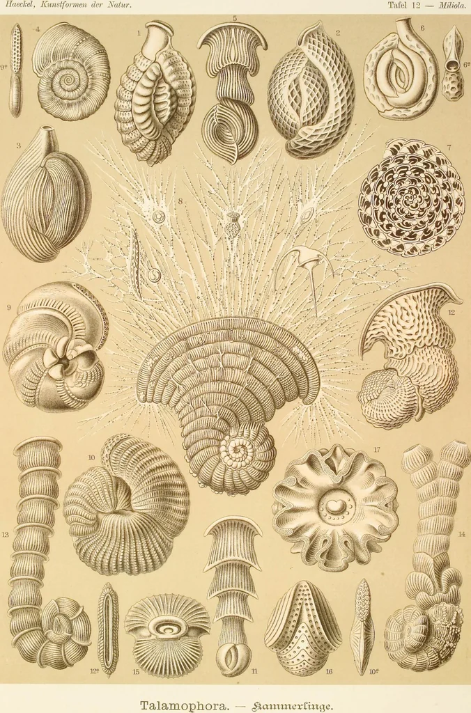 An illustration from (Band 1): Fünfzig Illustrationstafeln mit beschreibendem Text, 1899, leaf 44