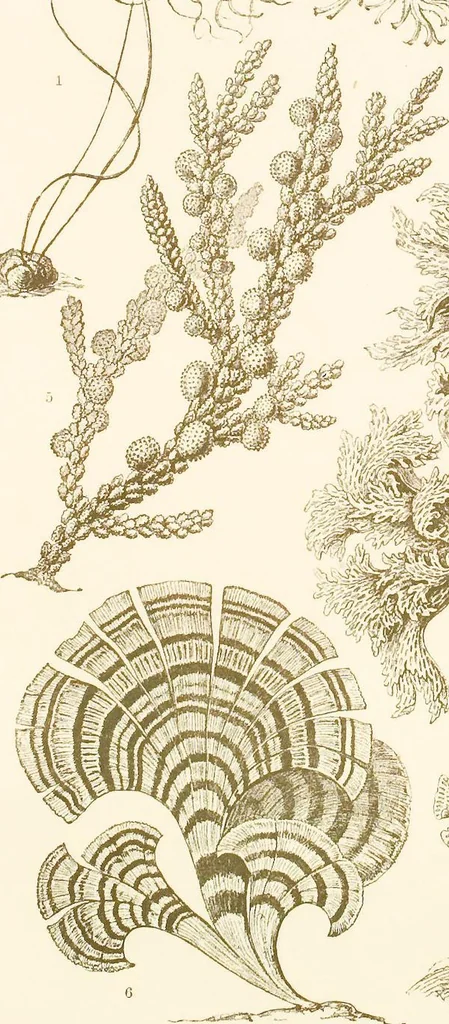 An illustration from (Band 1): Fünfzig Illustrationstafeln mit beschreibendem Text, 1899, leaf 52