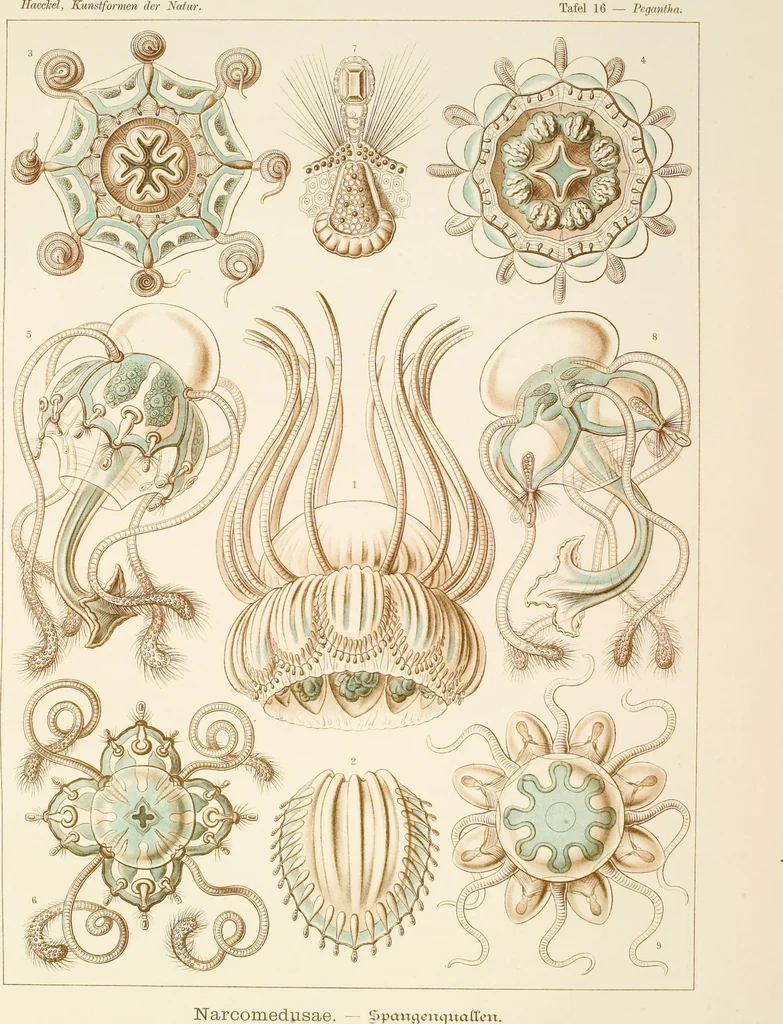An illustration from (Band 1): Fünfzig Illustrationstafeln mit beschreibendem Text, 1899, leaf 55