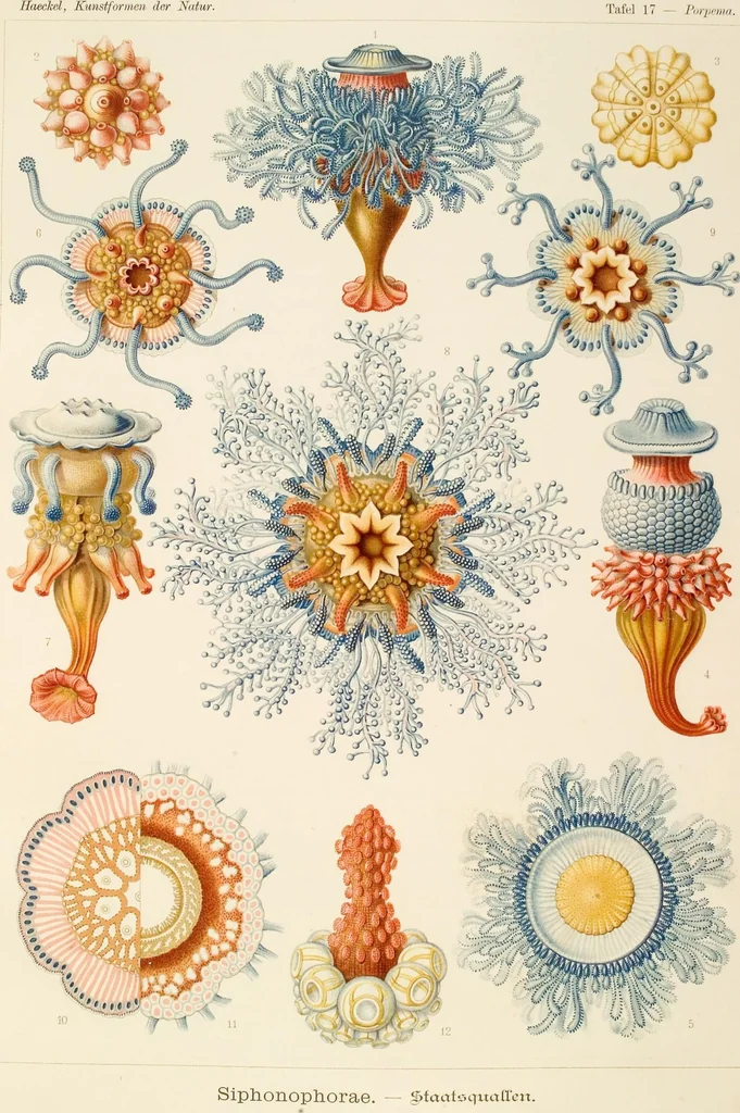 An illustration from (Band 1): Fünfzig Illustrationstafeln mit beschreibendem Text, 1899, leaf 58