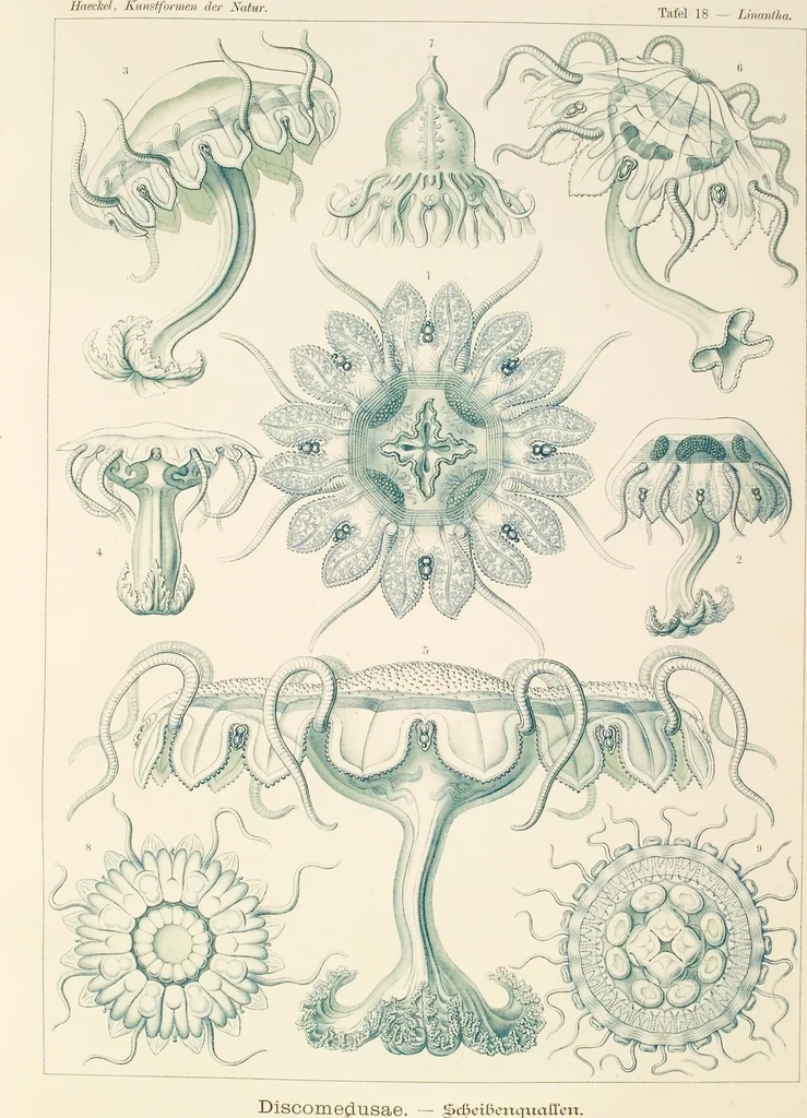 An illustration from (Band 1): Fünfzig Illustrationstafeln mit beschreibendem Text, 1899, leaf 61