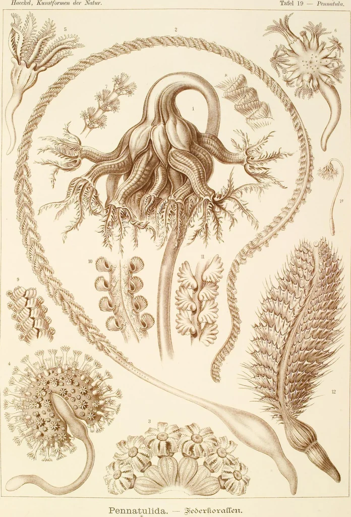 An illustration from (Band 1): Fünfzig Illustrationstafeln mit beschreibendem Text, 1899, leaf 64