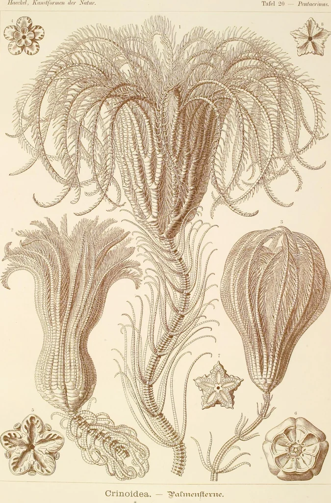 An illustration from (Band 1): Fünfzig Illustrationstafeln mit beschreibendem Text, 1899, leaf 66