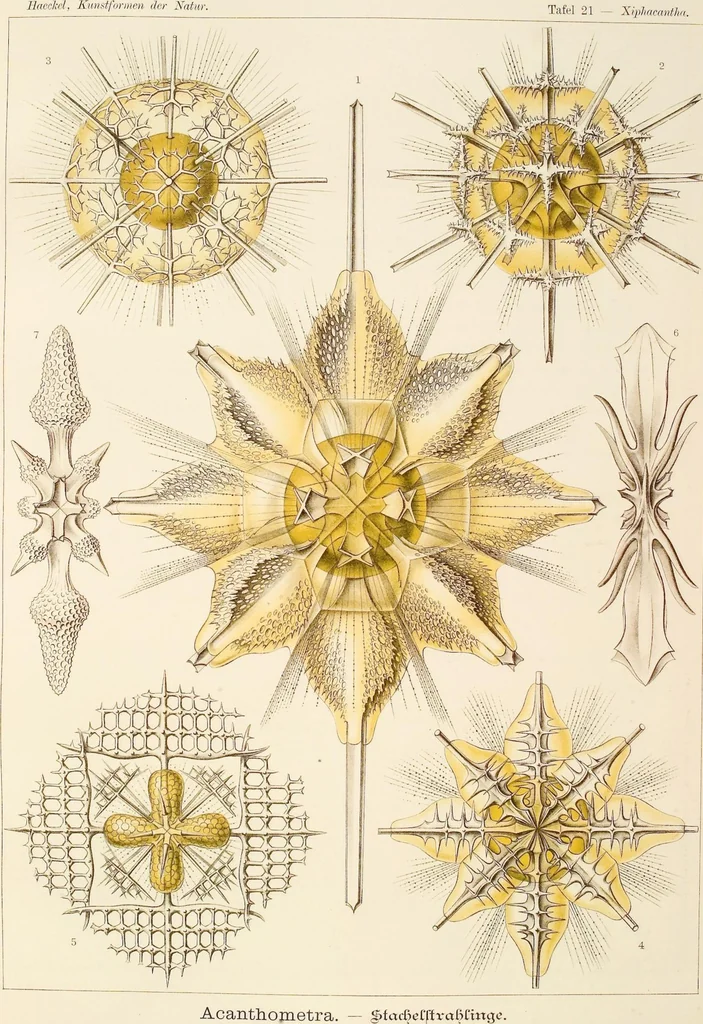 An illustration from (Band 1): Fünfzig Illustrationstafeln mit beschreibendem Text, 1899, leaf 70