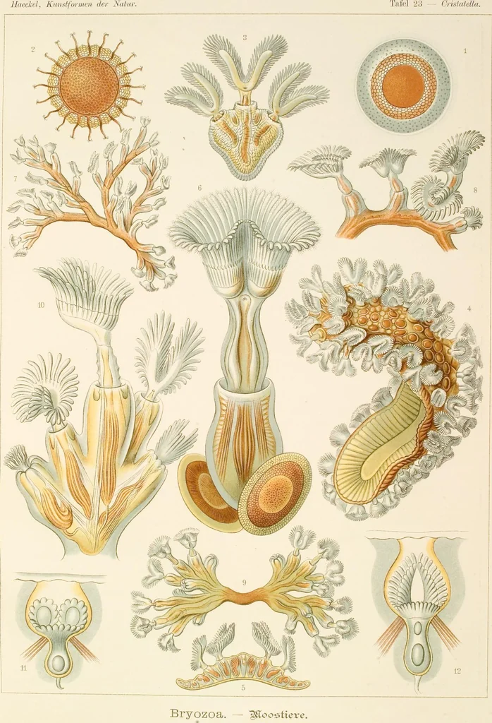 An illustration from (Band 1): Fünfzig Illustrationstafeln mit beschreibendem Text, 1899, leaf 76