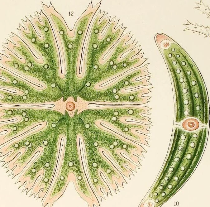 An illustration from (Band 1): Fünfzig Illustrationstafeln mit beschreibendem Text, 1899, leaf 79