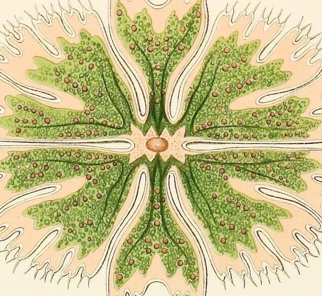 An illustration from (Band 1): Fünfzig Illustrationstafeln mit beschreibendem Text, 1899, leaf 79