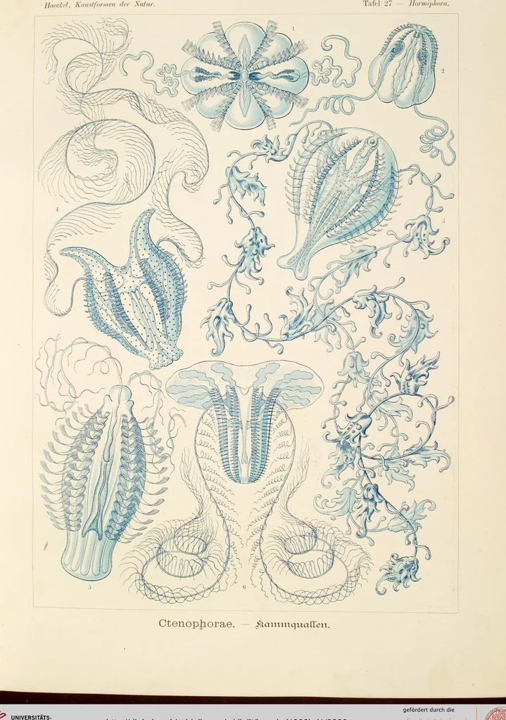 An illustration from (Band 1): Fünfzig Illustrationstafeln mit beschreibendem Text, 1899, leaf 88