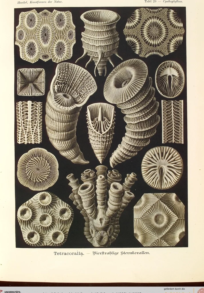 An illustration from (Band 1): Fünfzig Illustrationstafeln mit beschreibendem Text, 1899, leaf 95