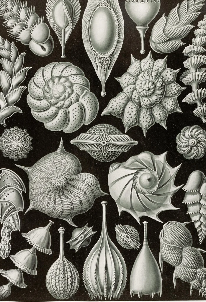 An illustration from (Band 2): Fünfzig Illustrationstafeln mit beschreibendem Text, 1900, leaf 111