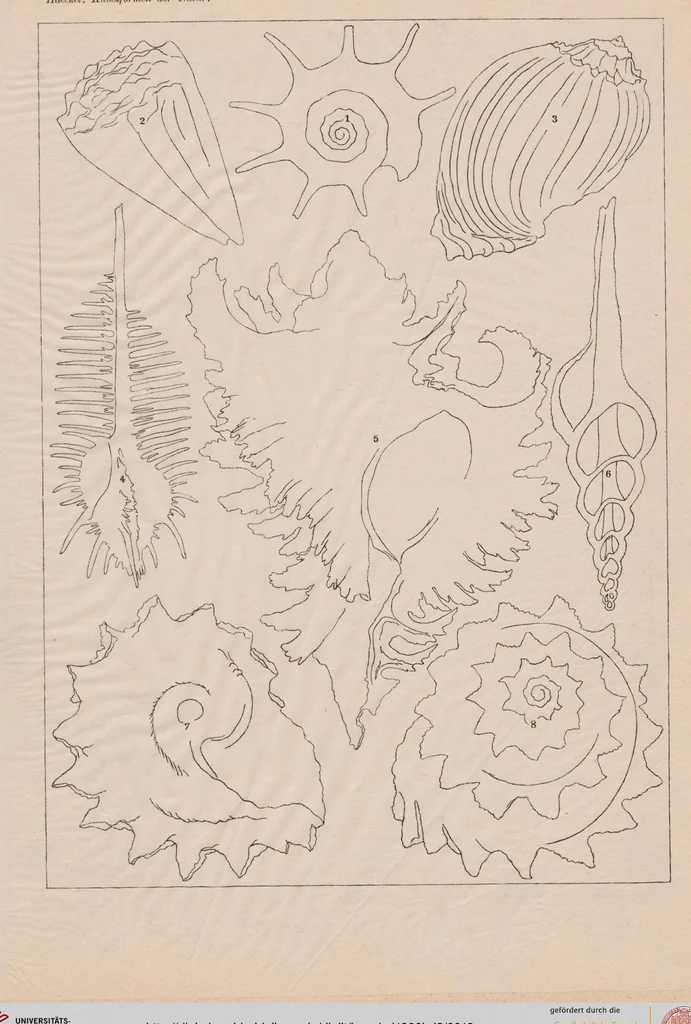 An illustration from (Band 2): Fünfzig Illustrationstafeln mit beschreibendem Text, 1900, leaf 12
