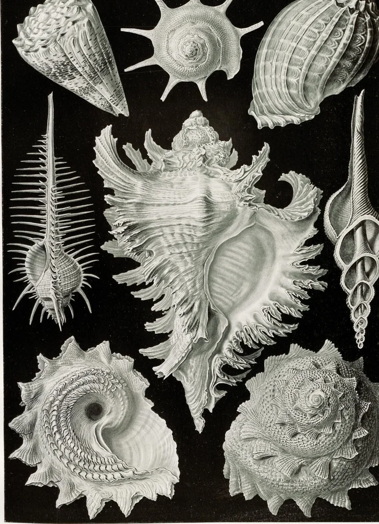 An illustration from (Band 2): Fünfzig Illustrationstafeln mit beschreibendem Text, 1900, leaf 13