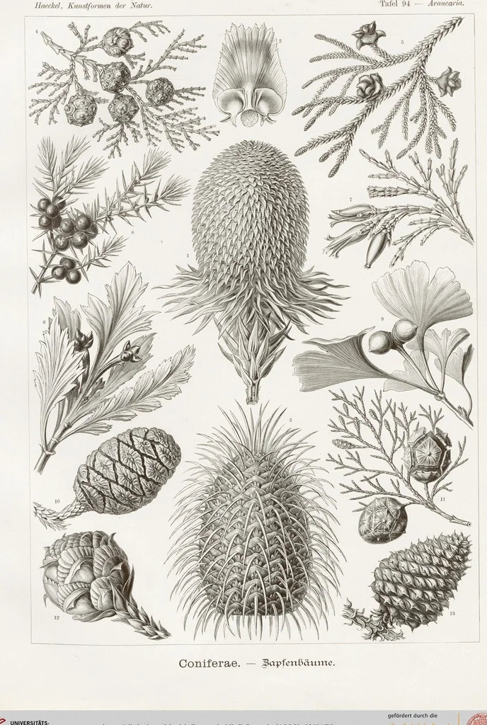 An illustration from (Band 2): Fünfzig Illustrationstafeln mit beschreibendem Text, 1900, leaf 158