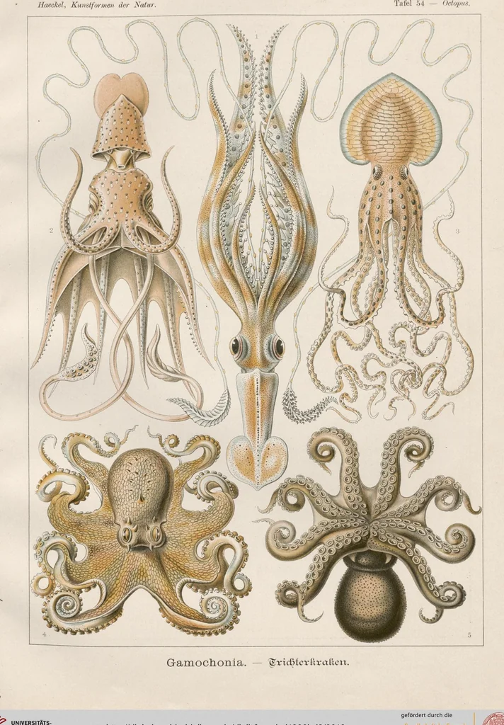 An illustration from (Band 2): Fünfzig Illustrationstafeln mit beschreibendem Text, 1900, leaf 16