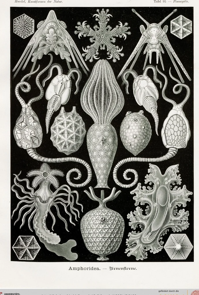 An illustration from (Band 2): Fünfzig Illustrationstafeln mit beschreibendem Text, 1900, leaf 162