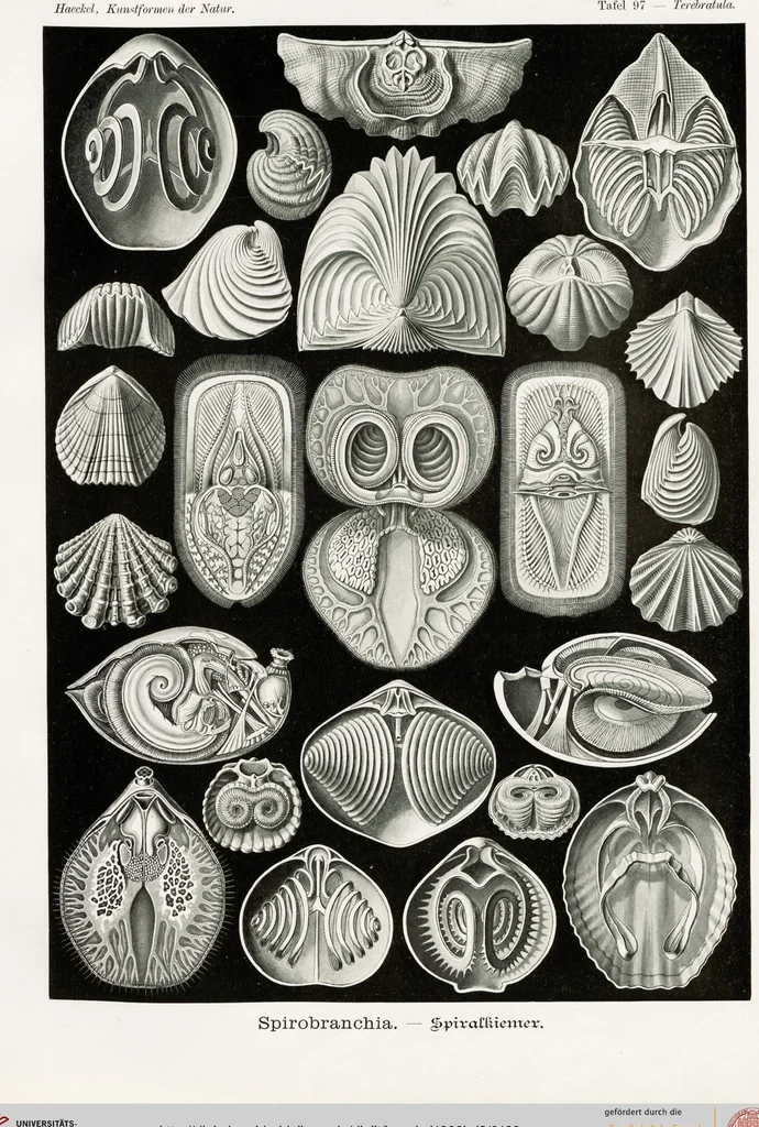 An illustration from (Band 2): Fünfzig Illustrationstafeln mit beschreibendem Text, 1900, leaf 169