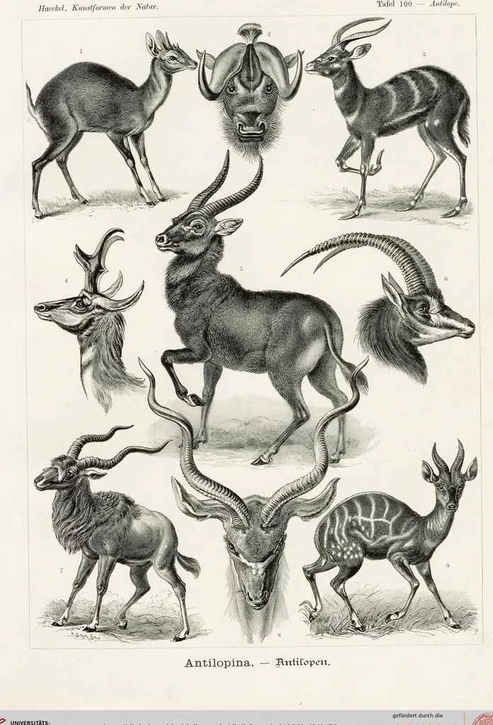 An illustration from (Band 2): Fünfzig Illustrationstafeln mit beschreibendem Text, 1900, leaf 178