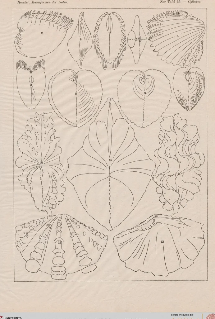 An illustration from (Band 2): Fünfzig Illustrationstafeln mit beschreibendem Text, 1900, leaf 19