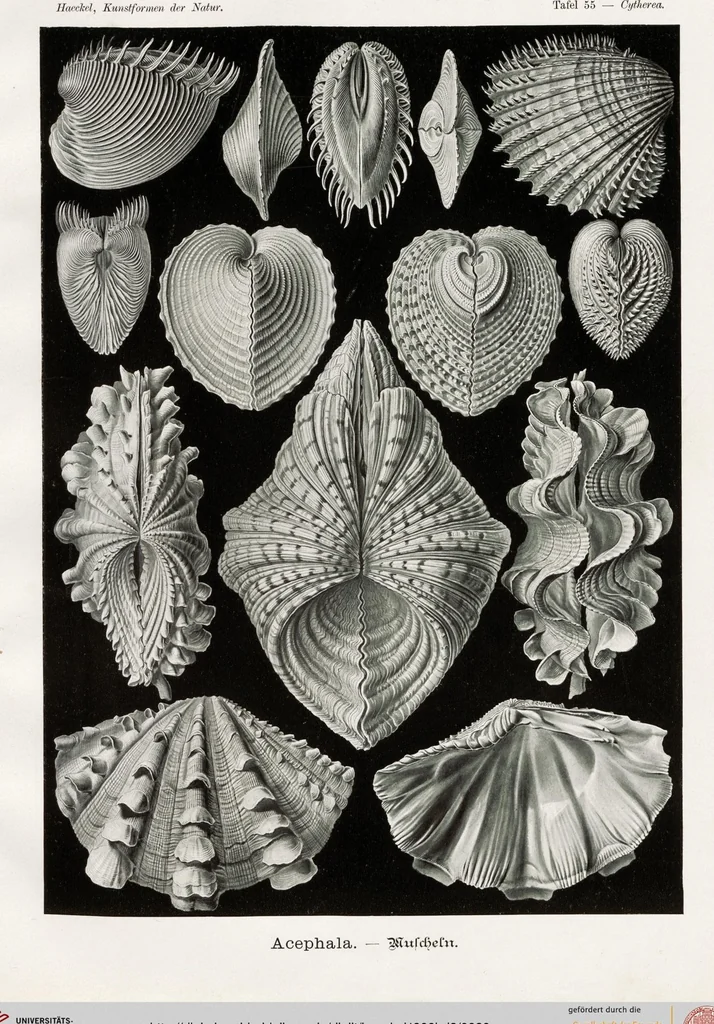 An illustration from (Band 2): Fünfzig Illustrationstafeln mit beschreibendem Text, 1900, leaf 20