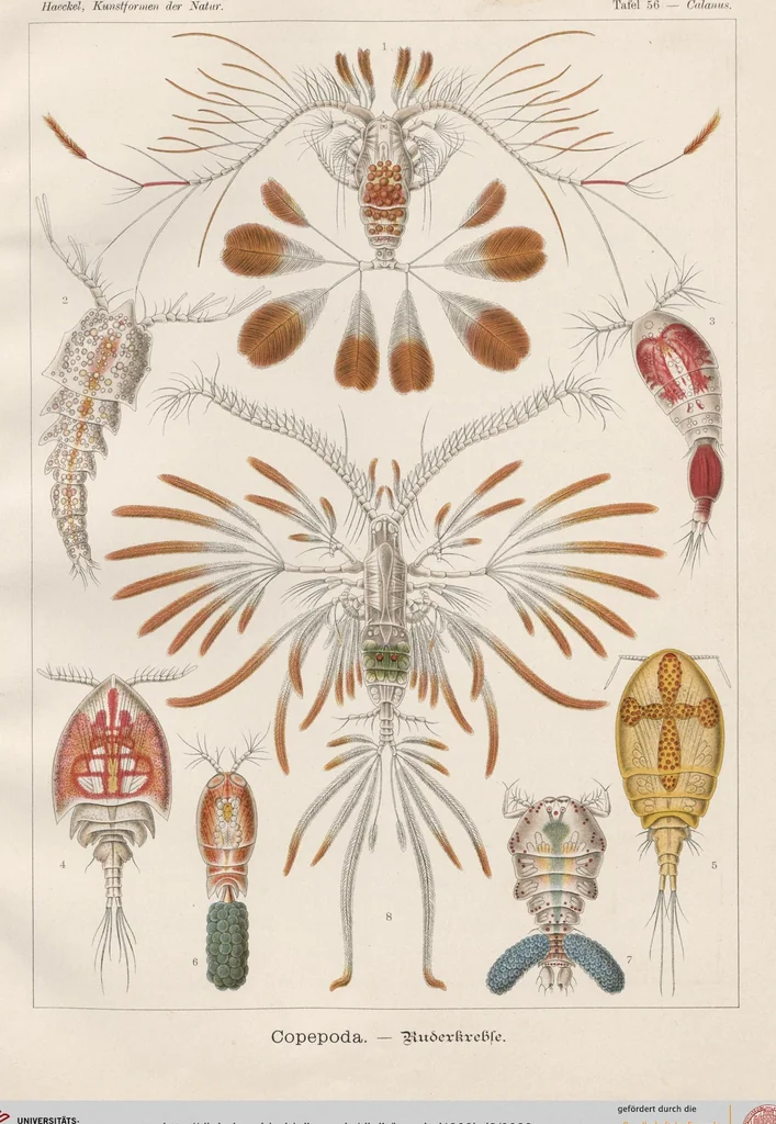 An illustration from (Band 2): Fünfzig Illustrationstafeln mit beschreibendem Text, 1900, leaf 23