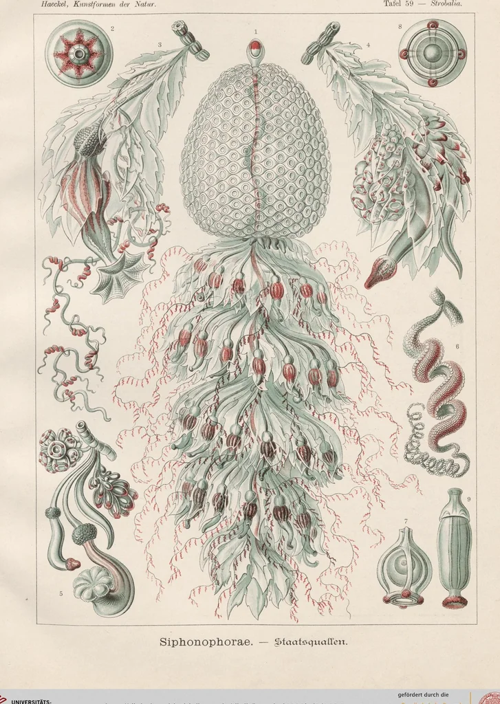 An illustration from (Band 2): Fünfzig Illustrationstafeln mit beschreibendem Text, 1900, leaf 34
