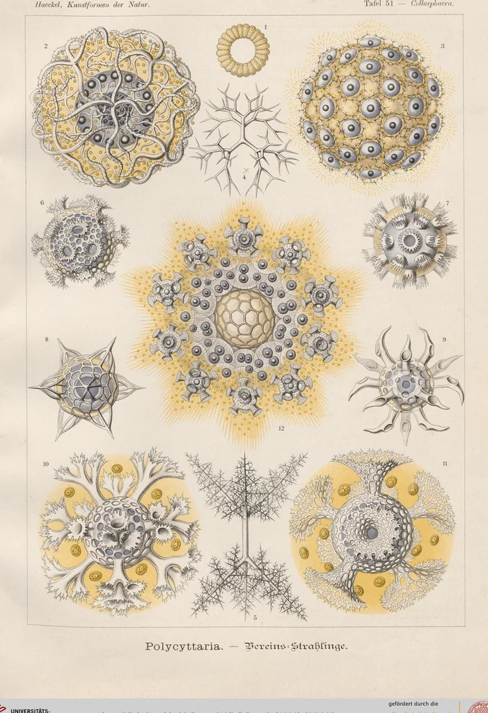 An illustration from (Band 2): Fünfzig Illustrationstafeln mit beschreibendem Text, 1900, leaf 5