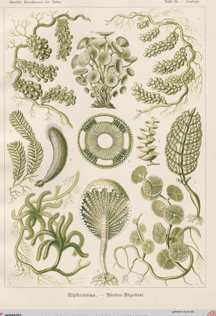 An illustration from (Band 2): Fünfzig Illustrationstafeln mit beschreibendem Text, 1900, leaf 52