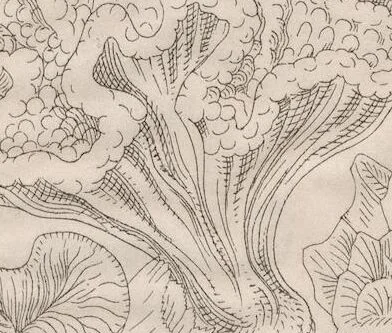 An illustration from (Band 2): Fünfzig Illustrationstafeln mit beschreibendem Text, 1900, leaf 67