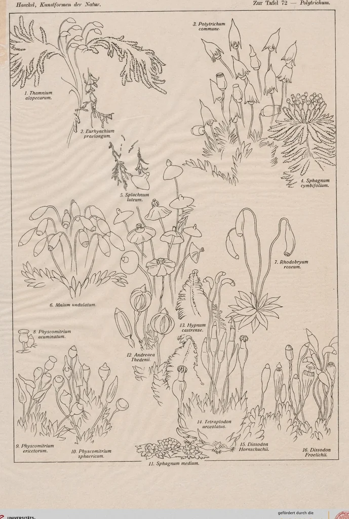 An illustration from (Band 2): Fünfzig Illustrationstafeln mit beschreibendem Text, 1900, leaf 78