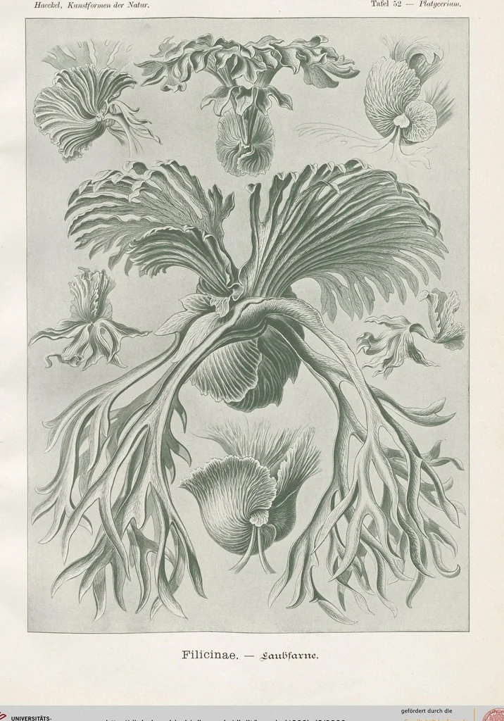 An illustration from (Band 2): Fünfzig Illustrationstafeln mit beschreibendem Text, 1900, leaf 9