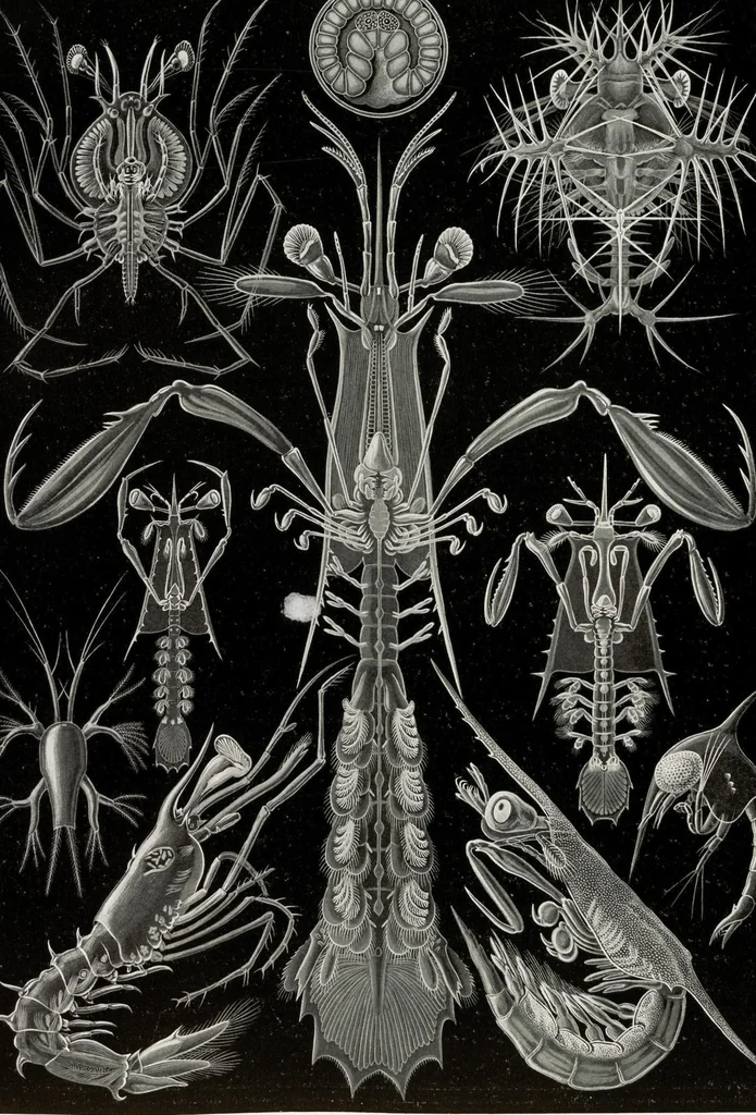 An illustration from (Band 2): Fünfzig Illustrationstafeln mit beschreibendem Text, 1900, leaf 93
