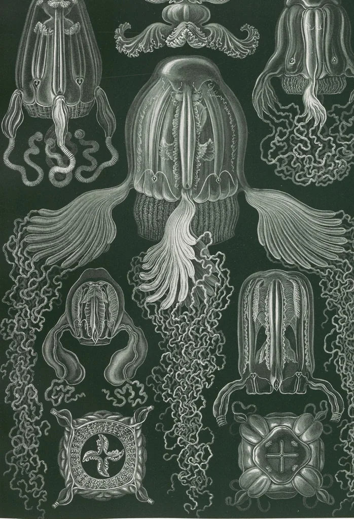 An illustration from (Band 2): Fünfzig Illustrationstafeln mit beschreibendem Text, 1900, leaf 99