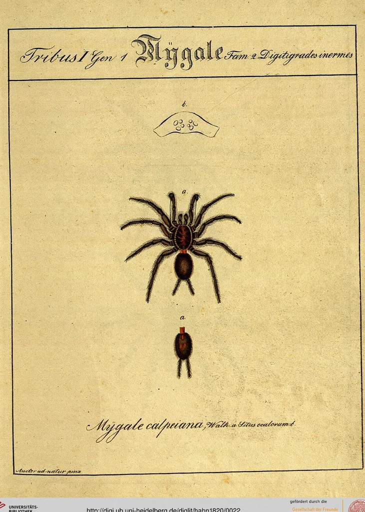 An illustration from Monographie der Spinnen / Monographia Aranearum, 1820, leaf 22